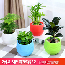 發財樹梔子花文竹綠蘿蘆薈辦公室內凈化空氣綠植桌面花卉盆栽盆景