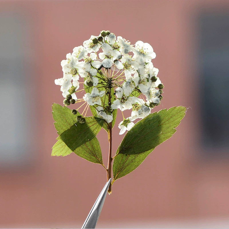 Маленький Нарцисс с ветками Сухие цветы Тиснение Оптовая Закладка образца растения Настоящие листья Настоящие цветы Наклейка с листьями
