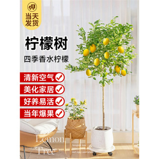 Perfume Lemon Tree Potted Large Green Plant Formaldehyde Removal New House Home Plant Indoor Living Room Four Seasons with Fruit Saplings