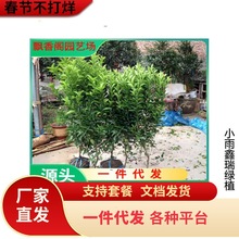 沙糖桔树苗早熟金秋砂糖橘子树苗嫁接蜜桔柑金桔苗南北方种植果树