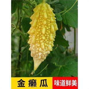 Golden Melon Seeds, Grape Vegetable Seeds, Melon Seeds, Golden Melon Seeds, Small Bitter Melon, Four-Season Potted Farmhouse Melon