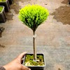 Xiaoxiangsong Desktop Pot Potting Four Seasons Evergreen Office Pine Tree Potted Christmas Decoration Watching Green Plant Flower Seedlings