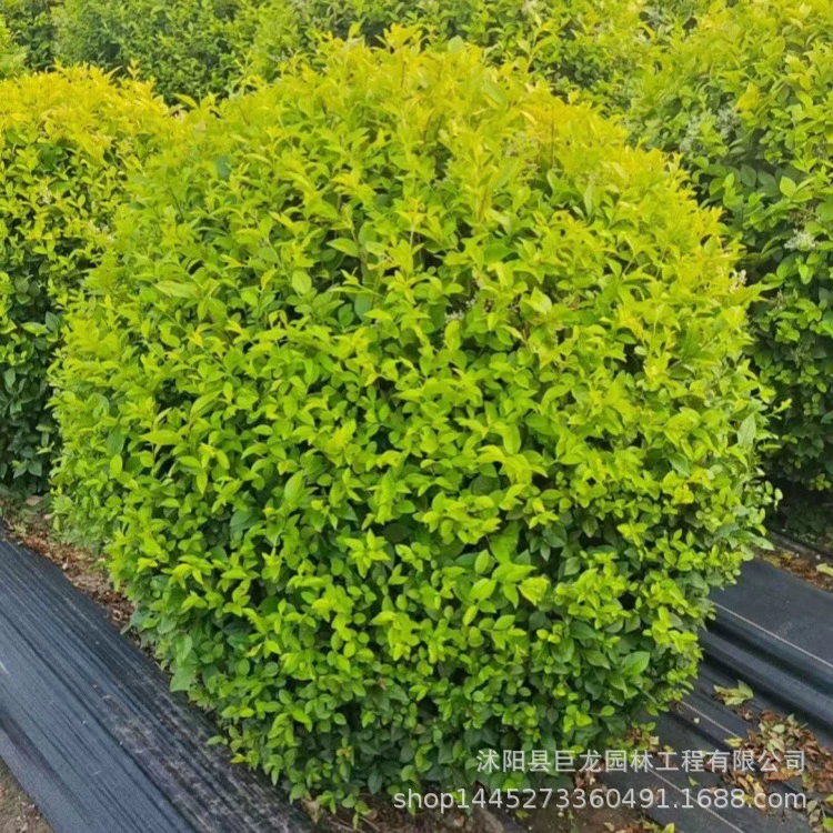 Шары из листьев лигустиума с золотыми листьями 1,2-1,5-1,8- 2m шт.