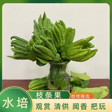 �Fժ���r��֦���ָ��r������^�pˮ�����幩ʳ��ˮ���[�����