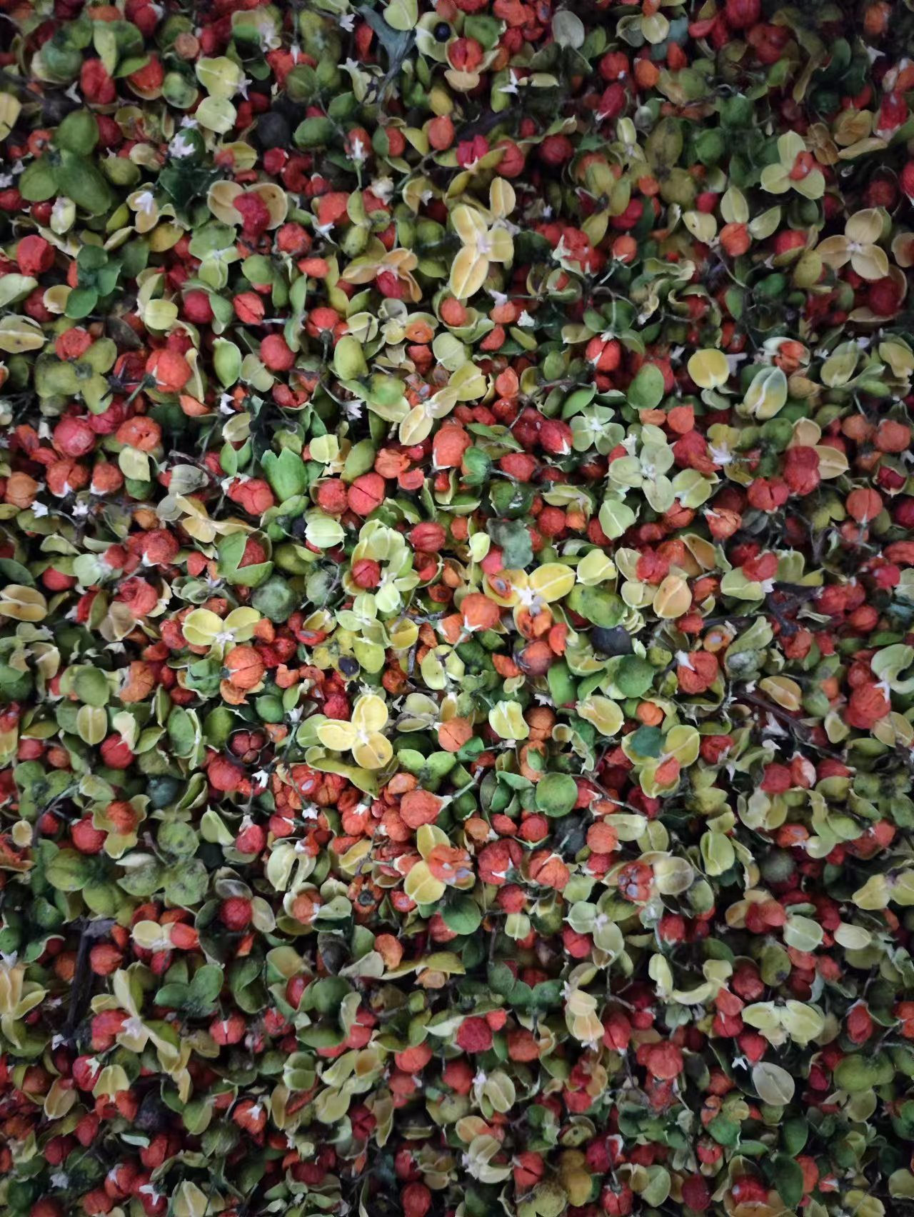 Nan She Teng Guo (Celastrus orbiculatus) — Dried Oriental Bittersweet Fruit for Herbal Tea & Powder quality and texture