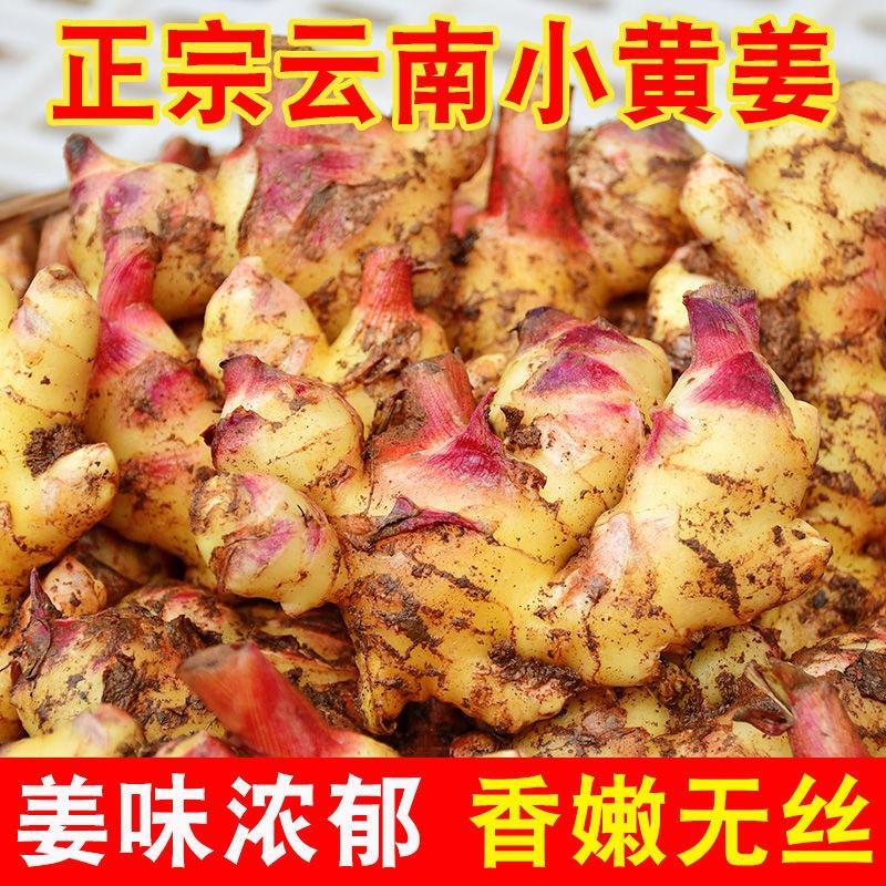 云南现挖带泥新鲜小黄姜嫩姜生姜沙姜老姜土姜月子姜蔬菜罗平qg
