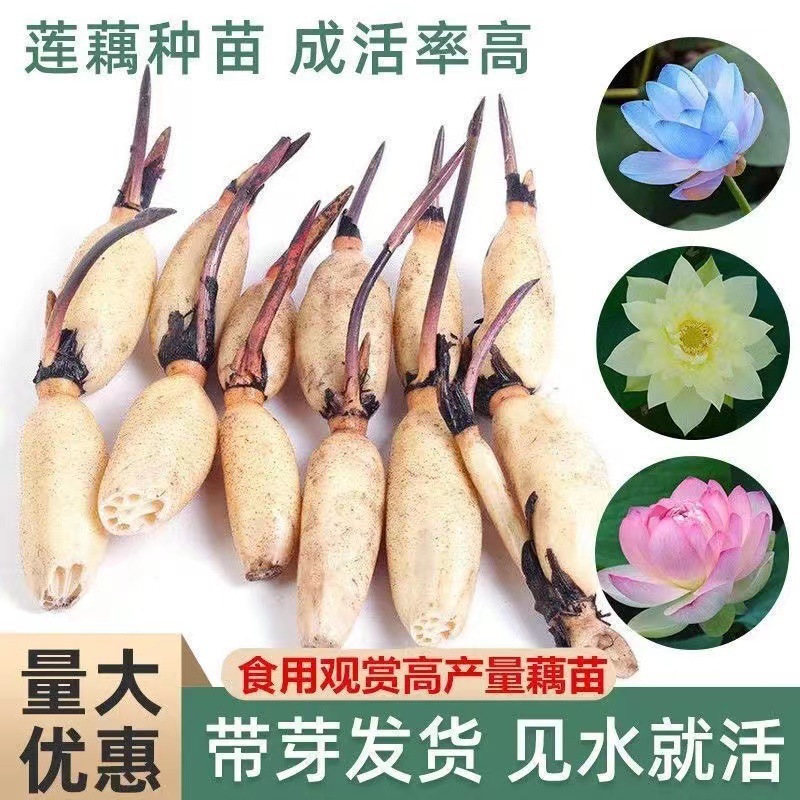【食用藕苗】食用莲藕种苗观赏荷花苗池塘四季水培植物可食用藕苗