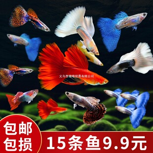 ��ȸ�~���w�Pβ�~��ˮȺ�Ό�����~���NС��̥���~�~��Ꭷ�^�p�~