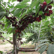 ���Ҙ��m�Ϸ������Nֲ����܇�����ش���Ҙ��ͺ�����ͥԺ���Ҙ���