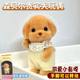 Sambel Family Poodle Sambel Persian Cat Poodle Small Nose Gaga Doll Same Doll Internet Celebrous Doll