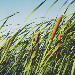 �|�����ѷN�Ӷ�����ͦˮ��ֲ���ͺ�ˮ���޸����������S����߅�G��