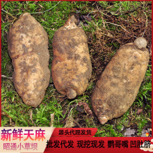 新鲜天麻 云南昭通小草坝天麻鲜货现挖现发高山天麻代理源头批发
