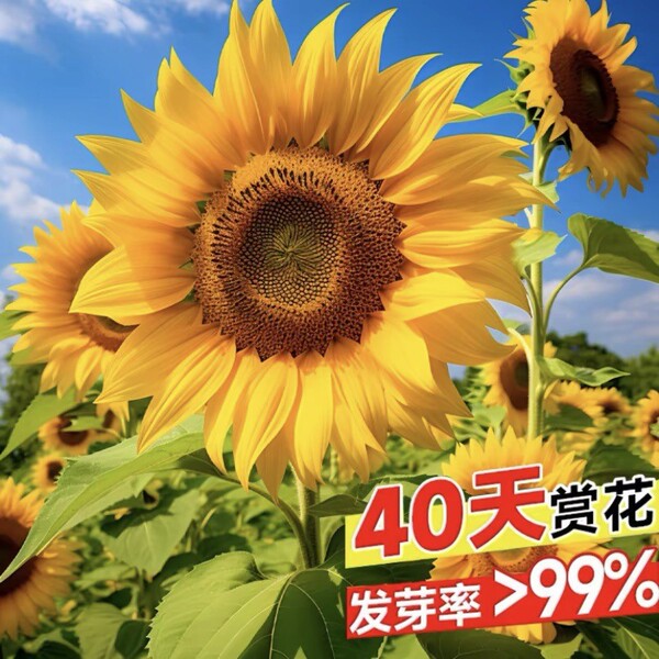 Sunflower Seeds to see edible flowers and flowers