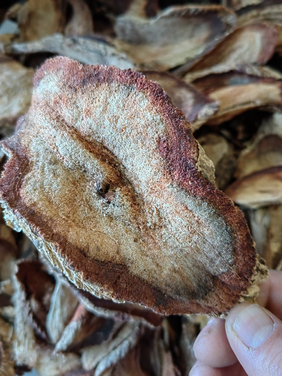 Red Kwao Krua Root (Pueraria mirifica) — Thai Botanical for Wine & Tea Infusions overview