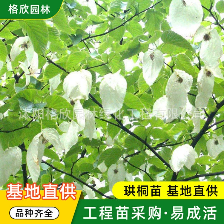 Детский прямой серийный Davidia invucrata 2-летний проект по озеленению сообщества рассады Пейзаж Дерево Двор Оценка Davidia invucrata Большая скидка