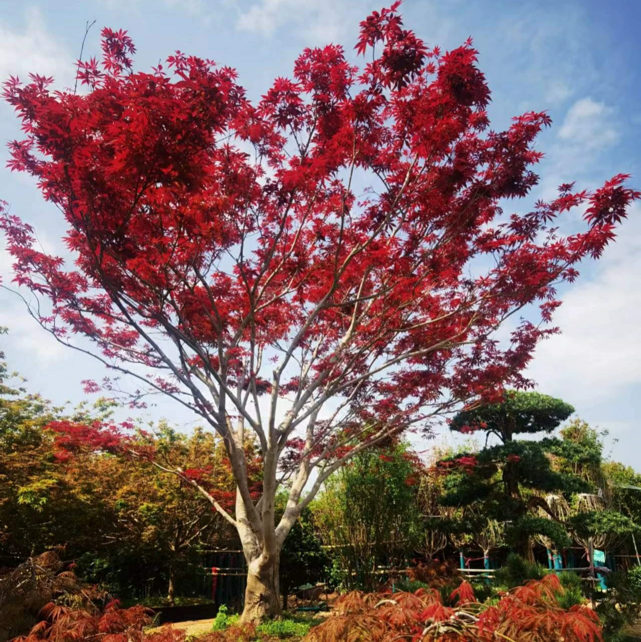 2208 Поставка красного клена 3-20 см