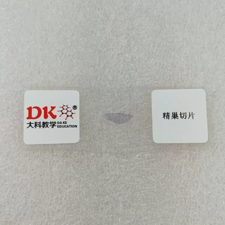 大科教学 厂家直销 中小学显微玻片 精巢切片 生物切片标本