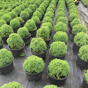 �������lƤ�����G������Ƥ��ع�ľ��Ʒ���ļ�����Ƥ��ؾ�Ʒ��