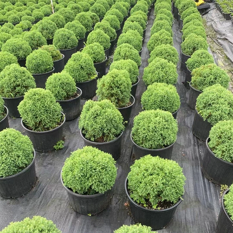 База оптом резиновый шарик Cypress озеленение рассады проект резиновый шарик Cypress Bush бутик-шар вечнозеленый резиновый шарик Cypress Boutique ball