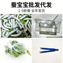 学生养蚕宝宝卵活体套装天然彩色茧春蚕七彩小大蚕1龄234新鲜桑叶
