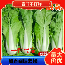 一件代发奶油快菜种籽种子紫小白菜四季耐寒速生阳台盆栽蔬菜种籽