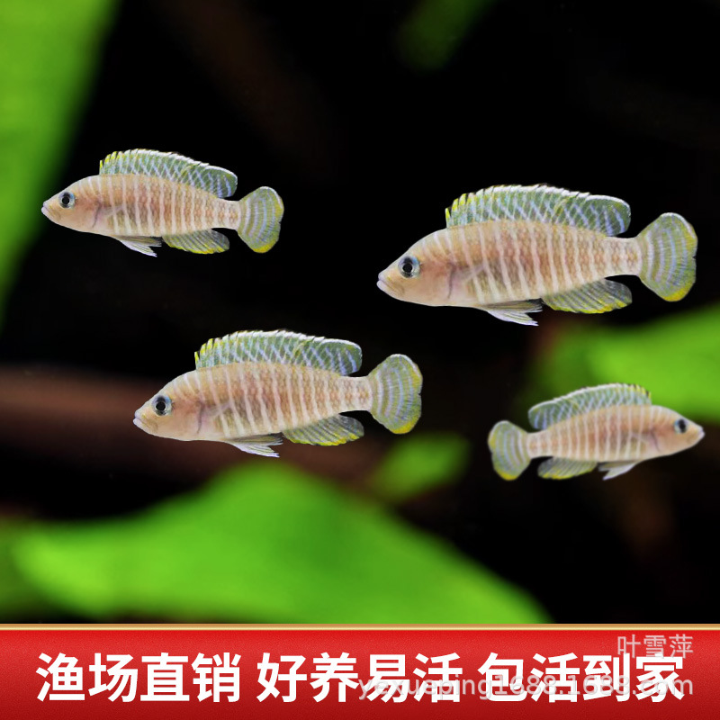 Zebra balığı — şirin su akvarium balığı, canlı