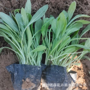 Wholesale Base of Coreopsis Nutritional Cup Seedlings, Qingzhou Perennial Ground Cover Grass Flowers for Outdoor Use, Coreopsis Potted Plants