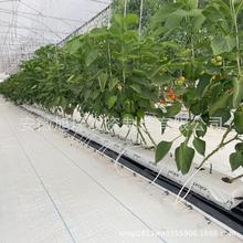 �۱�ϩPP�ռ��� �o������ ���� ���� �Ϲ� ���ܷNֲ