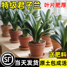 �ļ������m���Ի���������m�ļ��҃��׻�Gֲ������B���⻨��