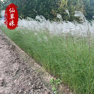 Wholesale Grass Flower Plant Class Leaf Awn Seedlings Aquatic Sun-Loving Herbaceous Plants Garden Greening Ornamental Grass Fine Leaf Awn