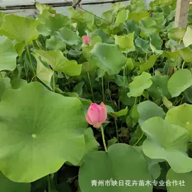 宿根花卉;盆栽;一二年生花卉