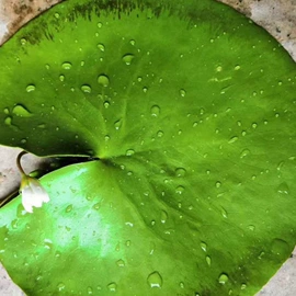 乔木;种子;园林果树