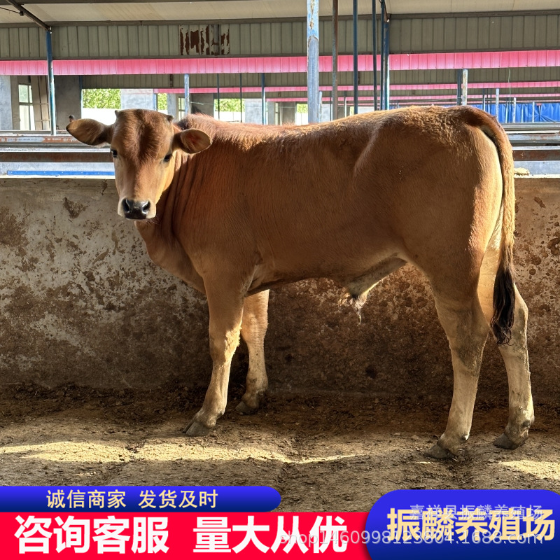西门塔尔肉牛价格 养殖肉牛 鲁西黄牛牛苗小牛犊价格