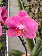 ����ֱ�l�����m3.5��t�O��(���O��)�߶�50~55cm9��������