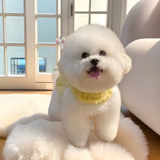 批发纯种比熊茶杯犬幼犬活体狗狗宠物犬幼崽小狗活物小型犬玩赏犬