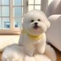 纯种活体幼犬比熊玩赏犬