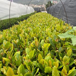 ��������r ���������l Ҏ���Rȫ �F؛���� ����ă�