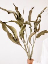 �B�~С�B�~�滨�ɻ����Ծ��l�廨�Ҿ��b�����ϡ�л���