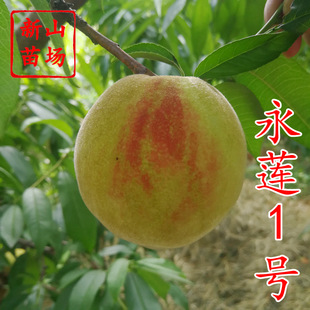 ��ɏ1̖���� ��Ʒ�N��ɏһ̖���|������ˮ�����Ә���Ʒ�N����B