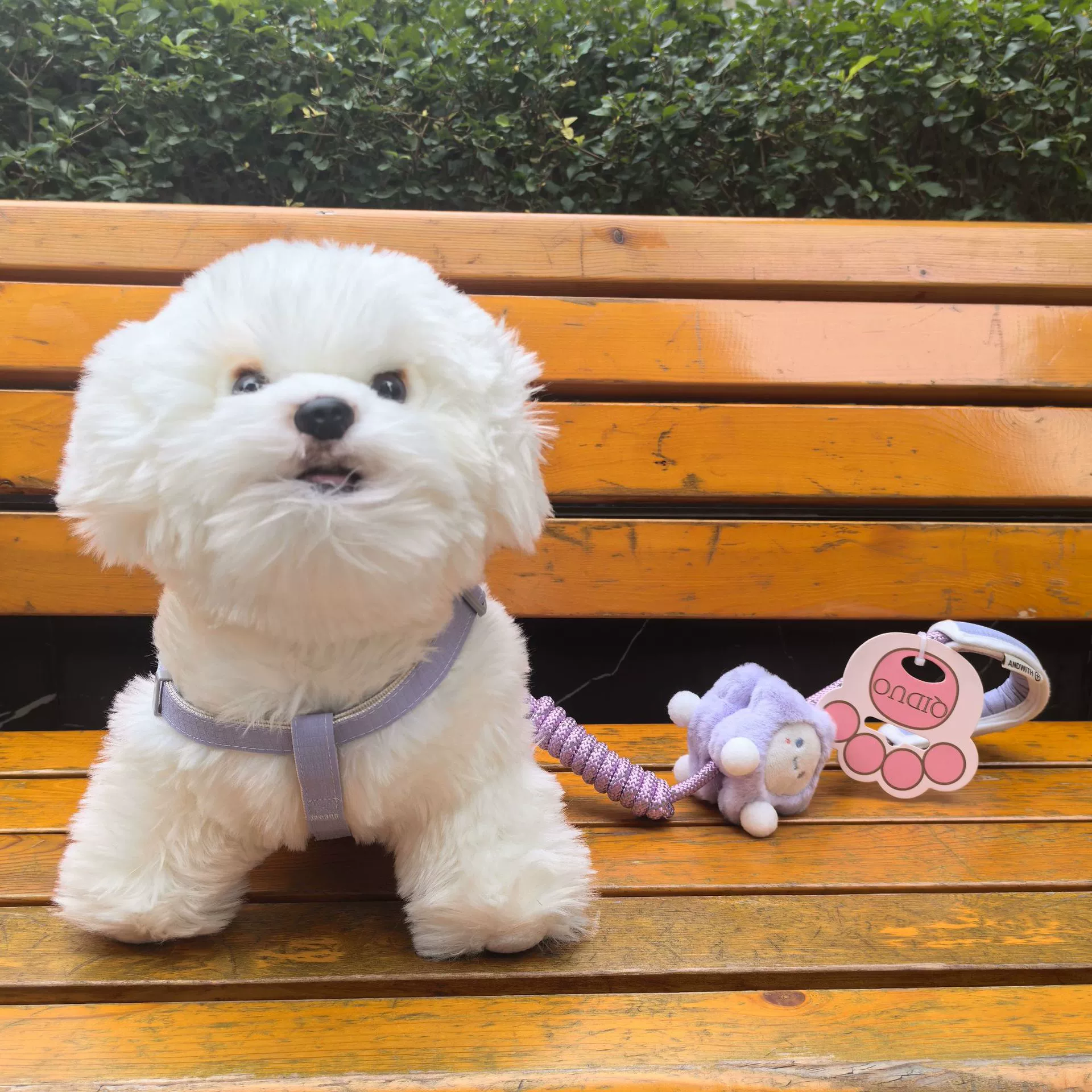 Новая собака собака кот поводок четыре сезона выгуливает кошку