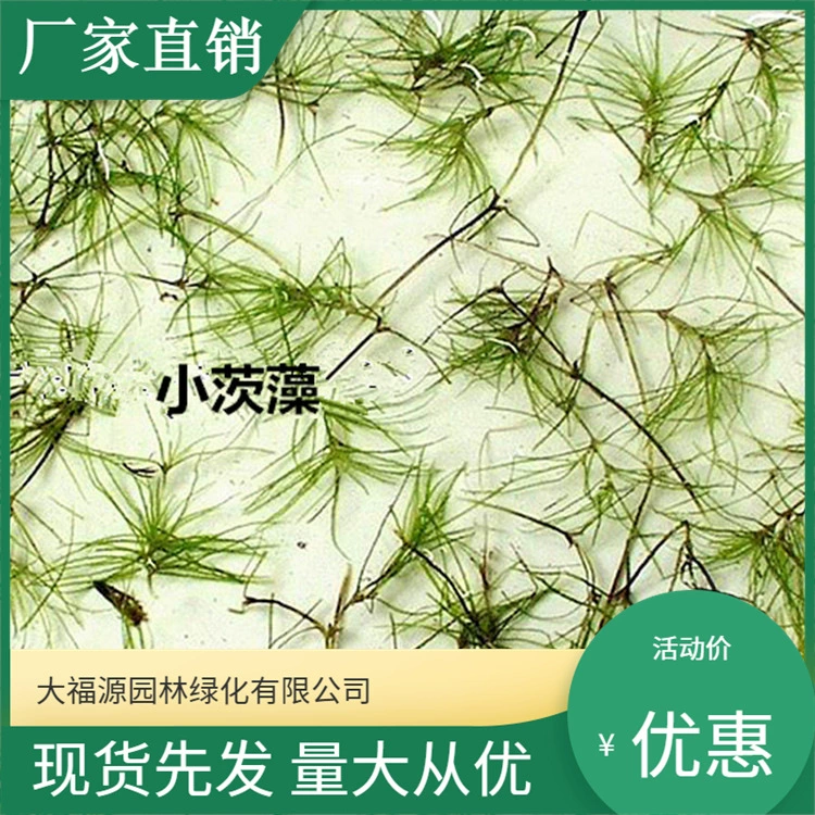 База поставляет Подводные макрофиты, водные растения, крупные и мелкие водоросли для очистки качества воды, экологизации водных объектов.