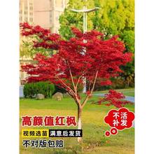 日本红枫树苗盆栽室外耐寒红舞姬三季红老桩黄金枫四季红庭院别墅