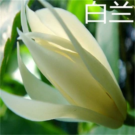 乔木;灌木;盆栽