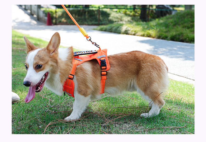 Ceinture de sécurité réfléchissante pour chien avec poignée_voghion.com