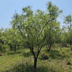 �Ĺڹ�  �Ĺڹ����� �Ĺڹ�С��  �Ĺڹ��� 1-10�����Ĺڹ�