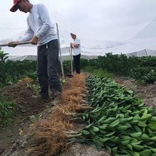 批发正宗赣南脐橙苗纽荷尔脐橙苗嫁接橙子赣南纽荷尔脐橙树苗