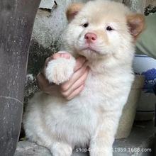 土松黄色幼犬广西土猎犬不掉毛中华网红小狗可爱温顺听话狗狗田园