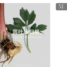 A~wLevisticum officinaleԠIa^Mچηԭ