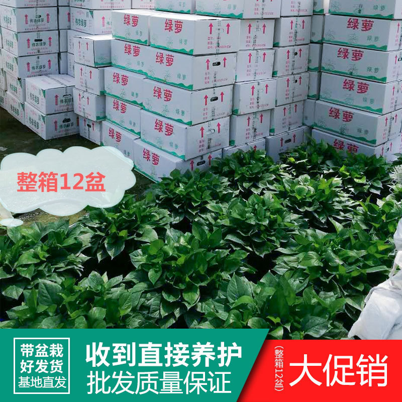 Green Basket Plants Wholesale Large-Leaf Green Dill Potted Plants Long Vine Living Room Green Plants Hydroponic Flower Potted New House Delivery