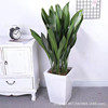 One -leaf orchid potted Frozen Four Seasons Evergreen Room Living Room Observation Plants Green Plant Basin Room indoor Yin Yin Flower